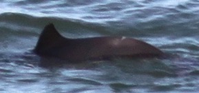 Missing Picture